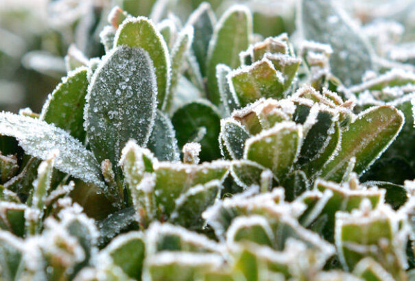 A nyári lehűlés nemcsak talaj menti fagyot hozott magával, de rekord alacsony hőmérsékletet is