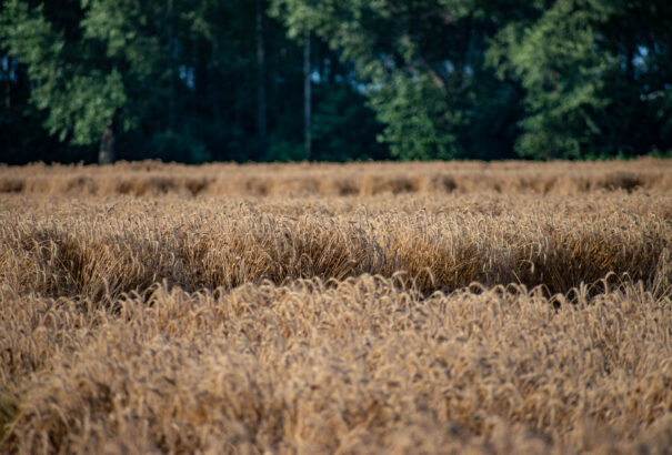 Az állami agytröszt is elismerte: A nagyvállalatok zsebébe vándorol az uniós agrártámogatások zöme