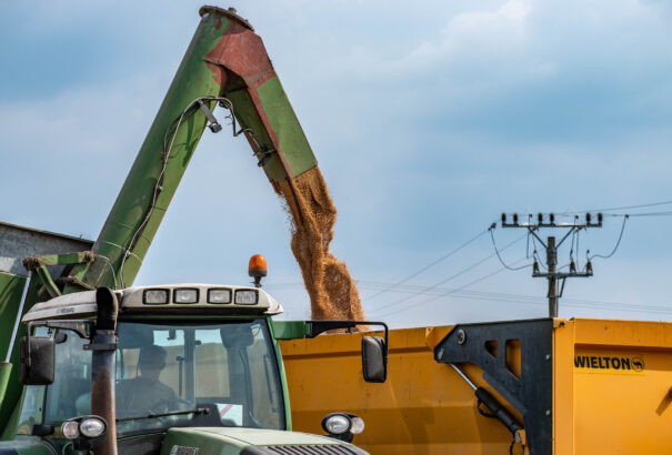 Aratás – Az extrém száraz időjárás és a mezei egerek elszaporodása miatt gyengébb lesz a termés a vártnál