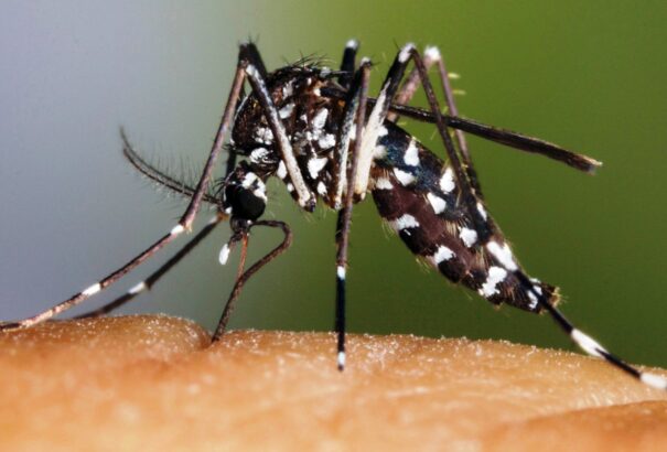 Szakértő: a klímaváltozással több lesz a szúnyog