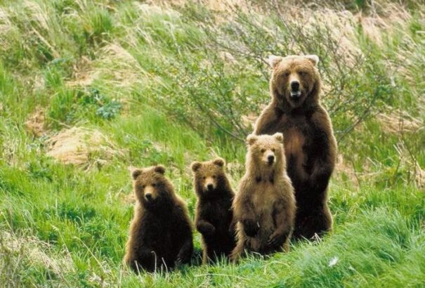 Medvékre figyelmeztetnek a Nagykürtösi járás magyarlakta részén