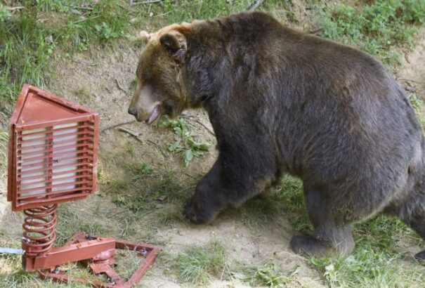 Mit tegyünk, ha medvével találkozunk?