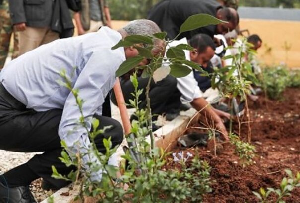 Több mint 200 millió fát ültettek el egyetlen nap alatt Etiópiában