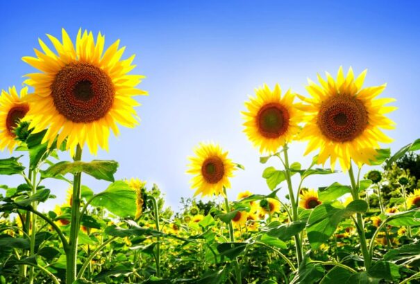 A hűvösebb napok után hétfőtől elkezdődik a felmelegedés