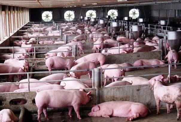 A dánok már Gútán is kopogtatnak. Jön az újabb giga sertéstelep a magyarok közé?