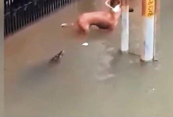 Árvizek után: Krokodilok törtek az egyik indiai városra és kutyákra vadásztak – Videó