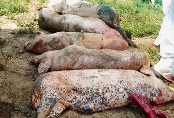 Egyre több a sertéspestises eset, de a kór egyelőre nem terjedt át a nyugatabbi járásokba