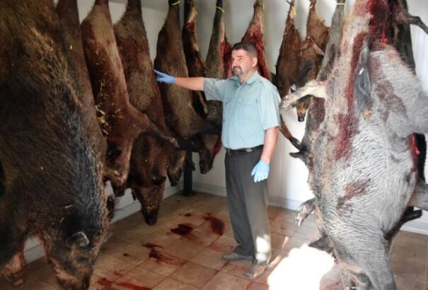 Továbbra is terjed az afrikai sertéspestis Szlovákiában