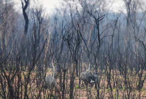 2,3 millió állat pusztulhatott el csak Bolíviában az amazonasi erdőtűzben