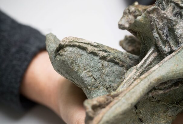 A világ egyik legősibb madárfajának maradványait fedezték fel Új-Zélandon