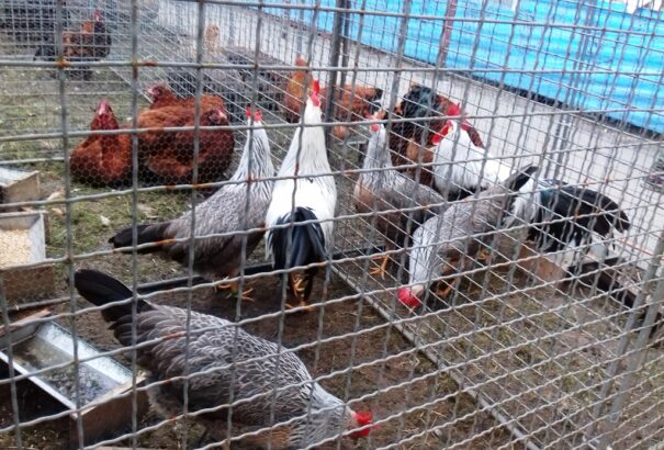 Élővilágunk gazdagságát mutatta be a komáromi kisállattenyésztők hétvégi kiállítása