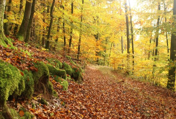 Sétára hívogató meleg időnk lesz vasárnap