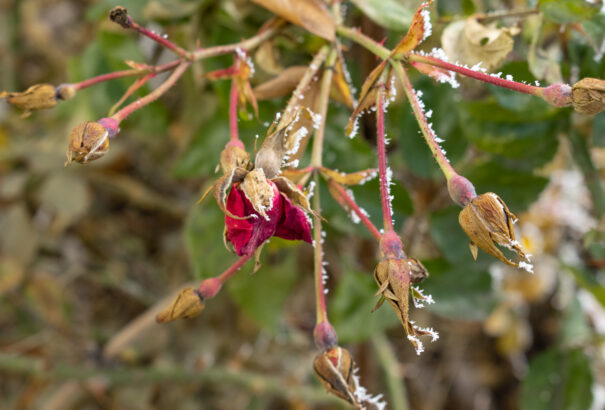 Éjszakai fagyok jönnek: elsőfokú riasztást adott ki az SHMÚ