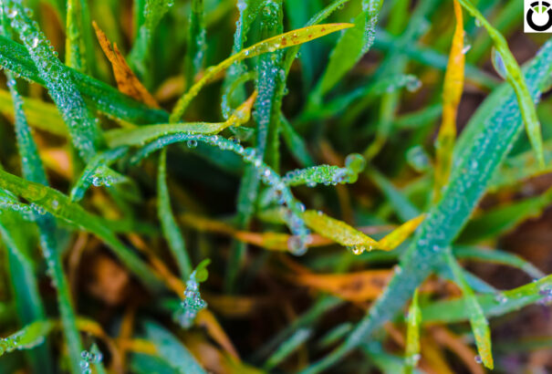 Az ősz szépsége a Csallóközben – Képekkel