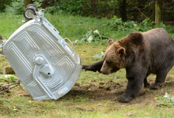 Súlyos a helyzet a Tátrában: Elszaporodtak a medvék, a helyiek az életüket féltik