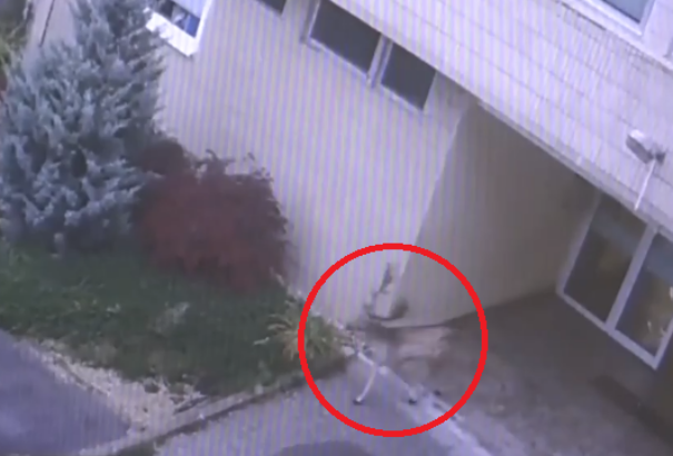 Dámszarvas próbált bejutni a rozsnyói kórházba – videó