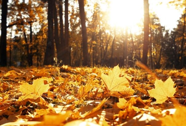 Az ország egyik felében napsütésre, a másik felében esőre van kilátás