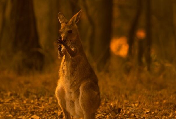 Az ausztrál kormány negyedmillió embert szólított fel, hogy hagyja el otthonát a tűzvész miatt