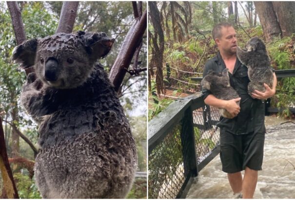 Tűz után árvíz Ausztráliában