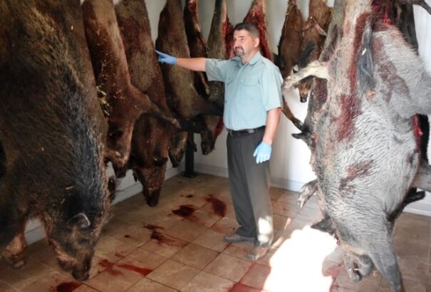 Kassa-vidékén is találtak afrikai sertéspestises vaddisznót