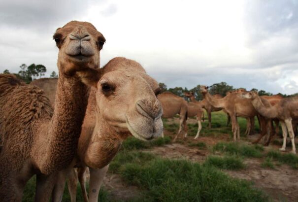 Több mint tízezer tevét lőnek agyon Ausztráliában, mert túl sok vizet fogyasztanak