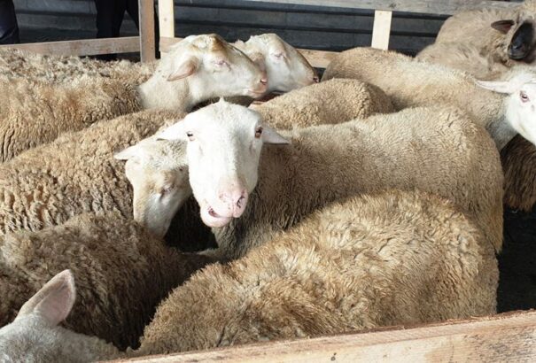 Erős V4-eket, vagy magyar képviseletet?