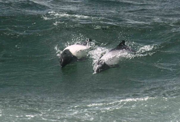 Huszonnyolc összetett hanggal kommunikálnak a Ross-tengeri kardszárnyú delfinek