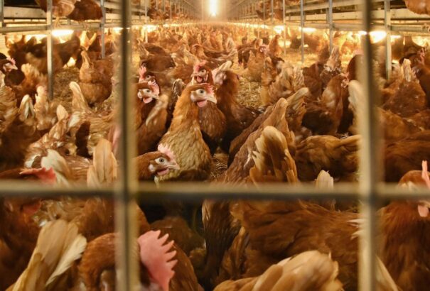 A madárinfluenza miatt korlátozza a szlovákiai baromfitermékek importját néhány ország