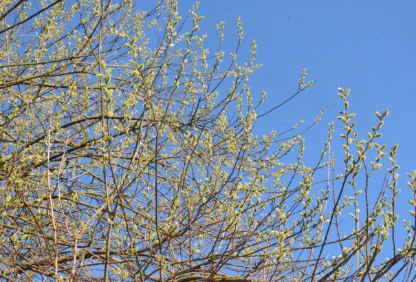 A losonci utakon több autós volt, mint járdákon ember