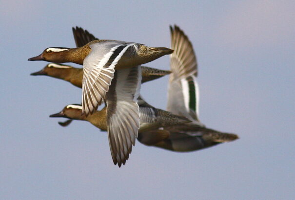 Itt a tavasz, megérkeztek a böjti récék