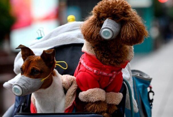 Így szegik meg a spanyolok a karantént: plüss kutyákat sétáltatnak