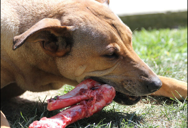 Multirezisztens baktériumokat mutattak ki nyers kutyaeledelekben portugál kutatók