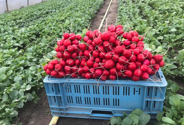 Körbetekintés házunk táján – Komárom és környékének mindennapjai a járvány idején