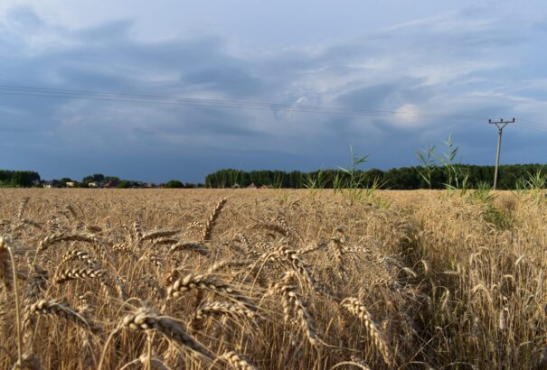 Az SaS-es képviselő szerint egyes élelmiszerek hamarosan hiánycikkekké válnak