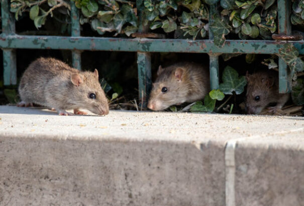 Japán nagyvárosaiban a karantén miatt elszaporodtak a patkányok
