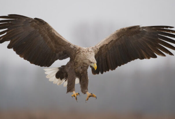 A szokásosnál is súlyosabb idén a tavaszi ragadozómadár-mérgezési hullám Magyarországon