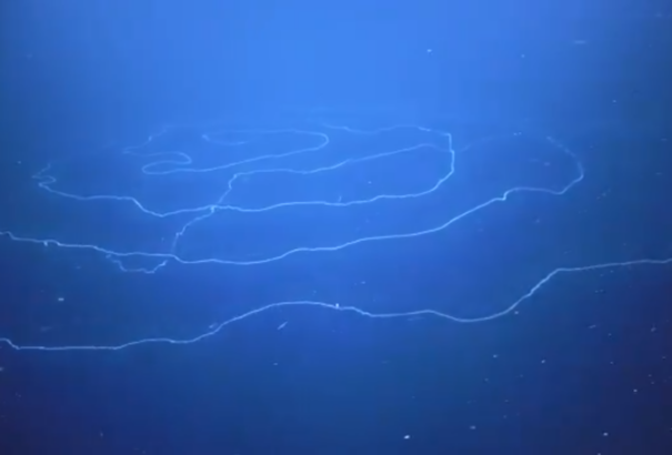 Különleges lényt kaptak lencsevégre a tengerek mélyén