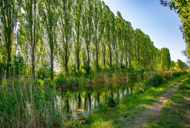 Egy fárasztó munkahét méltó lezárása – Használd ki a jó időt, sétálj lakhelyed környékén!