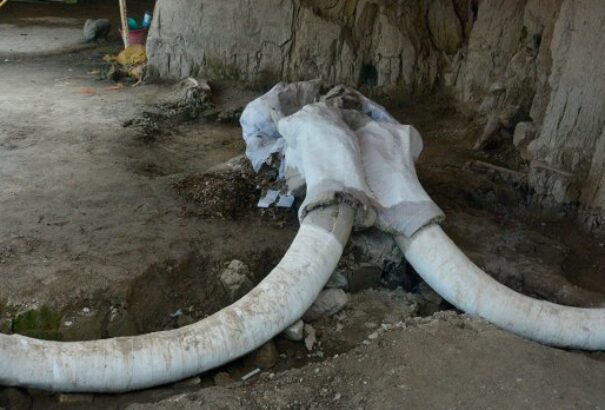Több tucat mamut maradványaira bukkantak egy repülőtéri építkezésen Mexikóvárosban