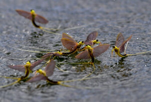 Hungarikum lett a tiszavirág