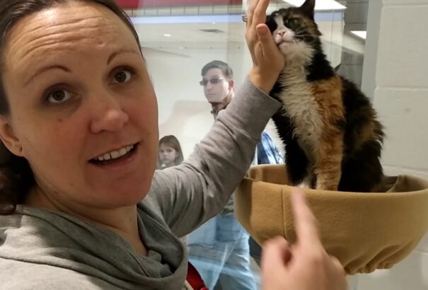 Koronavírus – Pozitív lett egy macska tesztje Franciaországban