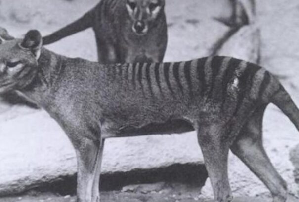 Videó: 85 év után került elő egy felvétel a kihalt tasmán tigris utolsó élő példányáról