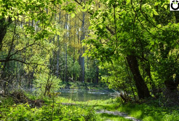 Koranyári varázs a Csallóközben (fényképek, videók)