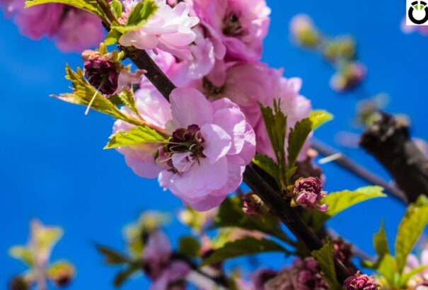 Tavaszi szellő, melengető napfény a Dunaszerdahelyi járásban – Képriport