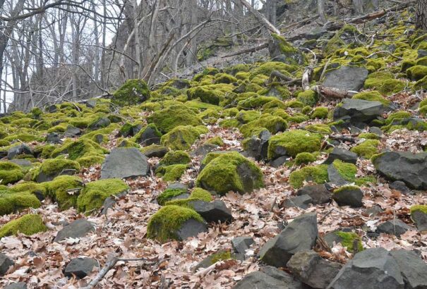 Újra indulnak a losonci magyar rendezvények is