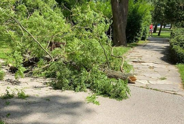 Ismét járókelőkre esett egy faág Nyitrán