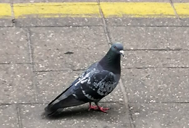 Kalita Gábor: Mitől szemtelen a pozsonyi galamb…