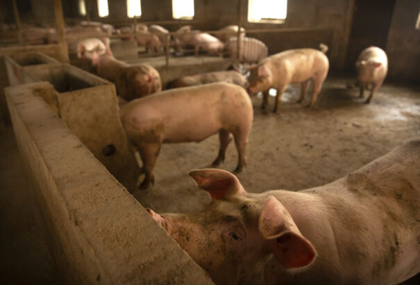 Újfajta sertésinfluenza ütötte fel a fejét, könnyen újabb világjárvány lehet belőle