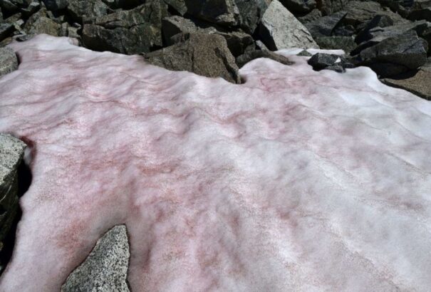 Rózsaszín havat vizsgálnak az Olasz-Alpokban