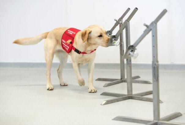 Kutyákat képeznek ki Chilében a koronavírus-fertőzés kiszagolására